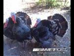 330 Turkeys.jpg